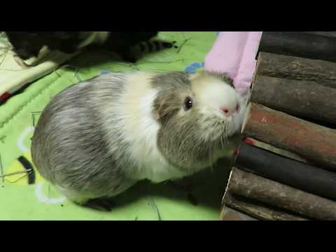 Bloated Guinea Pig!