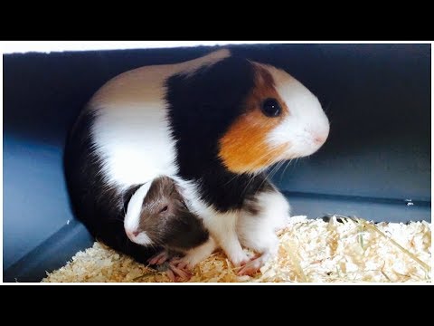 What to Do If Your Guinea Pig Had Babies