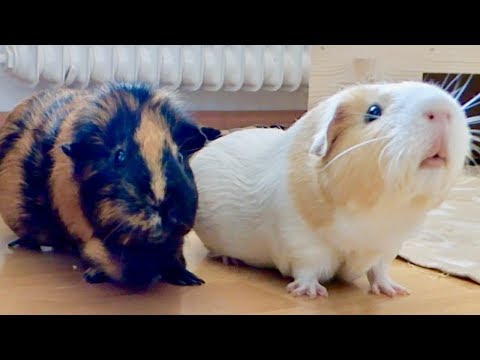 How to Make Your Guinea Pigs Happy