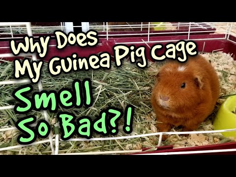 Why Does My Guinea Pig Cage Smell So Bad?!