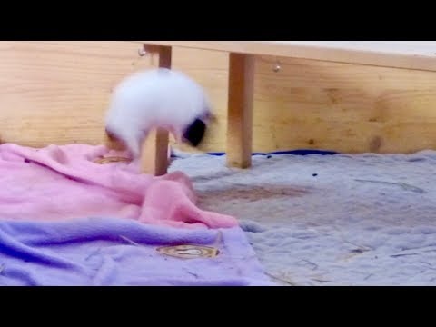 Guinea Pig Popcorning Compilation