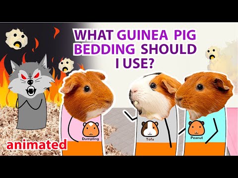 What Guinea Pig Bedding Should I Use | GuineaDad