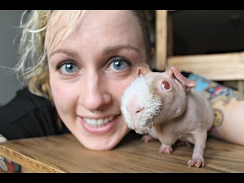 How To Care For Hairless Guinea Pigs (Skinny Pigs)