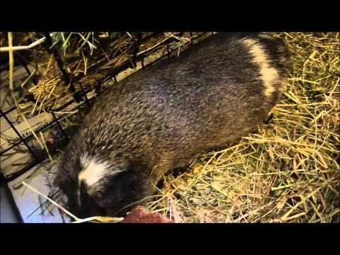 All About Female Dominance in Guinea Pigs!