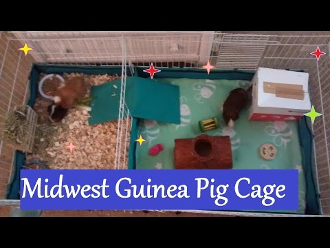 Midwest Guinea Pig Cage|| Unboxing And Setup