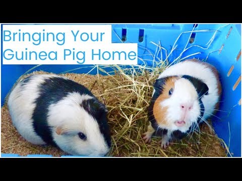 Bringing Your New Guinea Pig Home