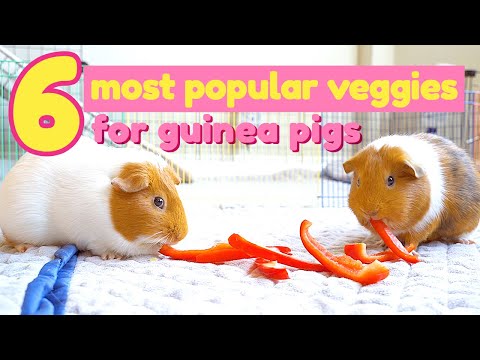 6 Most Popular Vegetables for Guinea Pigs | GuineaDad