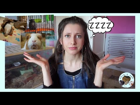 Tips For Sleeping With Pets In Your Room