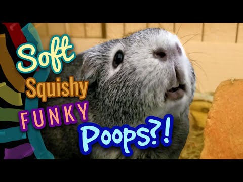 Why Does My Guinea Pig have Soft Poops? | Benebac Probiotic |