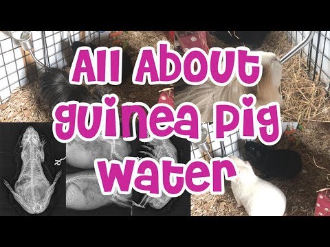 All About Guinea Pig Water | Bottle or Bowl? Tap Water, Filtered Water or Bottled Water