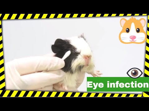 Guinea pigs eye infection, how to clean their eyes. How to treat eye infections?