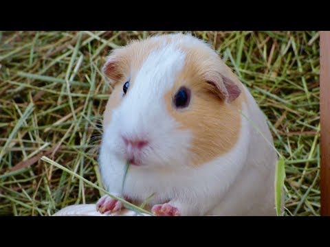 Signs Your Guinea Pigs Are Fighting &amp; Need to Be Separated