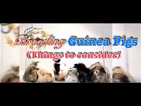 Breeding| Things to Consider before Breeding Guinea Pigs