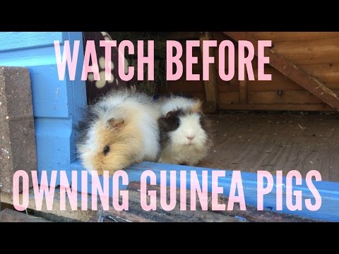 A BEGINNERS GUIDE TO GUINEA PIG CARE | Furry Friends