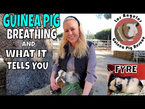 Guinea Pig Breathing And What It Tells You.