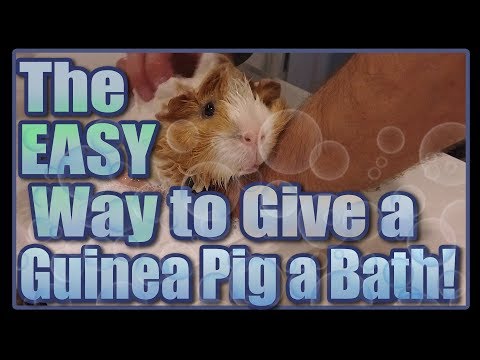 The Easy Way to Give a Guinea Pig a Bath!