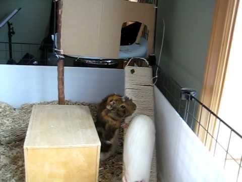 Training your Guinea Pig to Go Up &amp; Down a Ramp