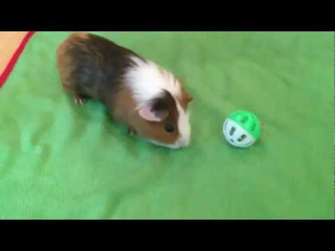 Guinea Pig Extreme Popcorning