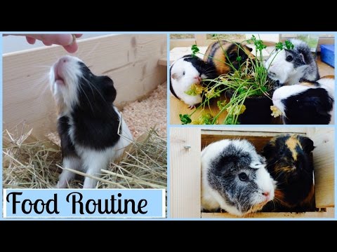 Guinea Pig Food Routine