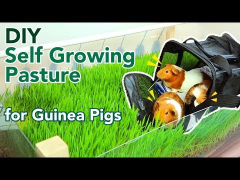 DIY Self Growing Pasture for Guinea Pigs | GuineaDad