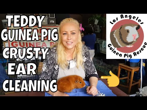 Teddy Guinea Pig Ear Dry and Crusty Ear Cleaning