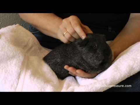 Acupressure for Guinea Pigs