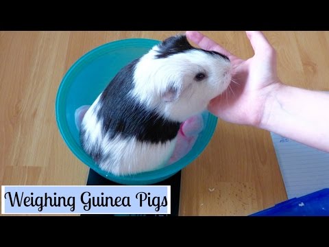 How to Weigh Your Guinea Pigs