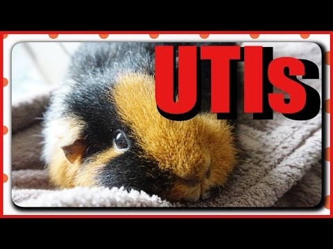 Urinary Tract Infections: Guinea Pig Peeing Blood?! | Squeak Dreams