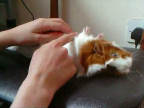 How to train your guinea pig to play dead