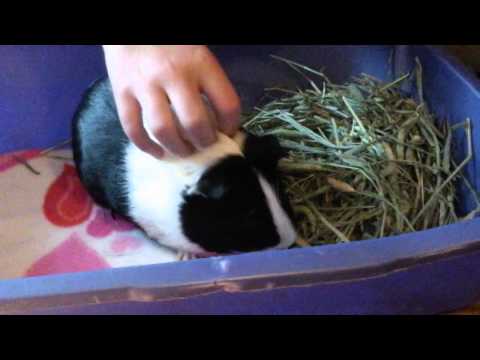 How to check a guinea pigs teeth!