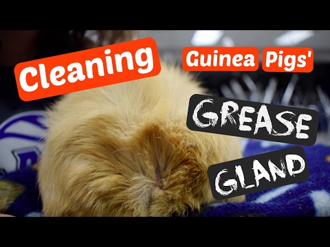 Cleaning Guinea Pigs' Grease Gland