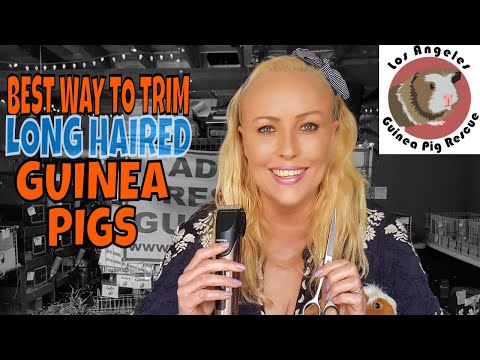 The Better Way to Trim the Hair of your Long Haired Guinea Pig.