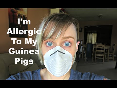 I'm Allergic To My Guinea Pigs & Hay