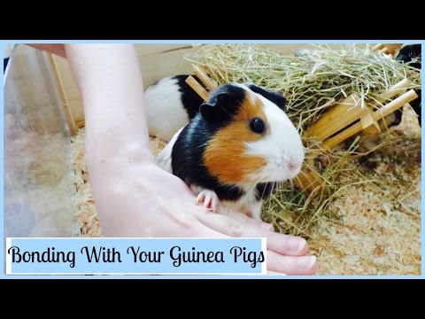 How to Bond with Your Guinea Pigs