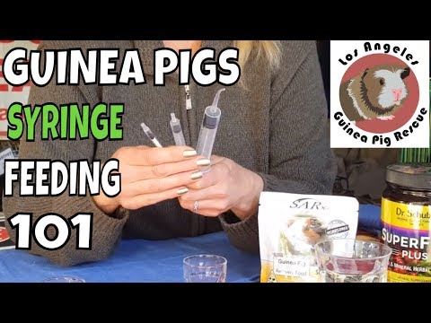 Syringe Feeding Guinea Pigs Instructions