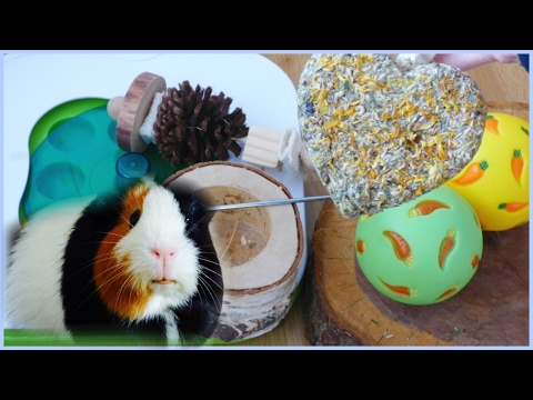 All of my Guinea Pigs&#039; Chews &amp; Toys