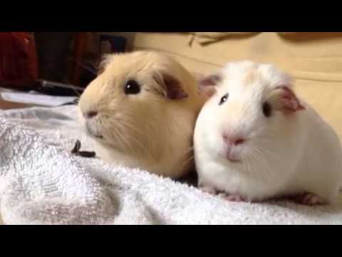 Peculiar Guinea-pigs are funny #eat their own poo