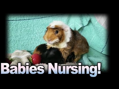 Baby Guinea Pigs Nursing and First Foods