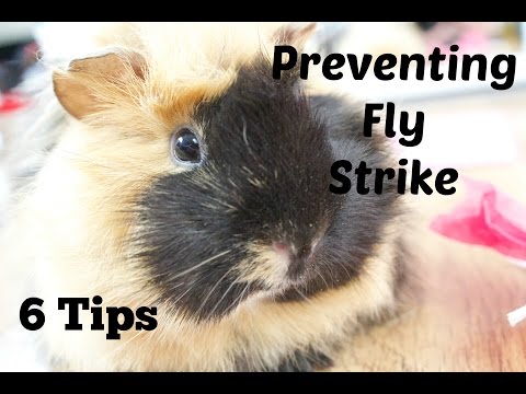 Preventing Fly Strike *6 Tips*