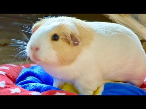 Signs Your Guinea Pig Is Scared