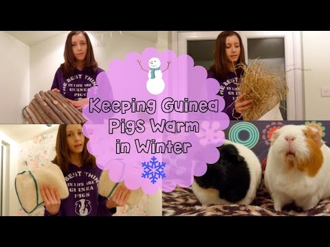 Keeping Guinea Pigs Warm in Winter