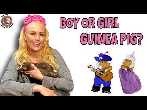 Boy or Girl Guinea Pig? Which One is better?