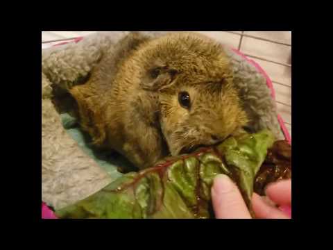 Gwynny the Guinea pig vs. red chard