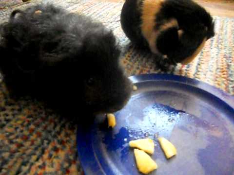 Guinea Pigs Eat Pineapple, Part 2