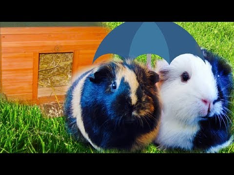 Keeping Guinea Pigs Outdoors | Summer &amp; Winter | What You Need to Know