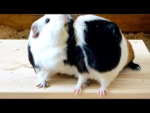 6 Tips to Stop Your Guinea Pigs from Fighting