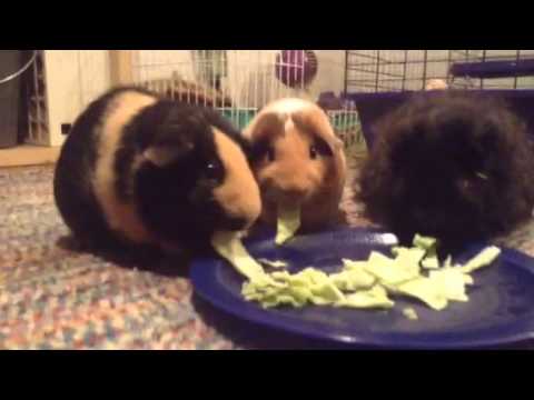 Guinea Pigs Eat Green Cabbage