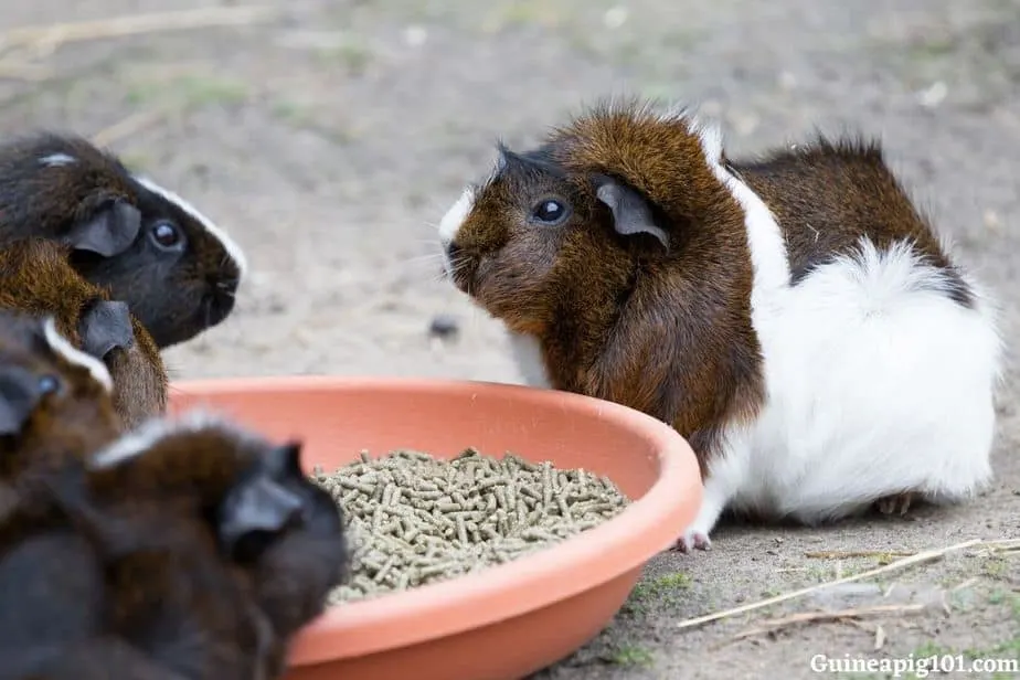 Guinea Pig: Scientific Name, History, Weight, Breed and much more!