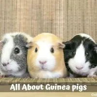 All About Guinea pigs