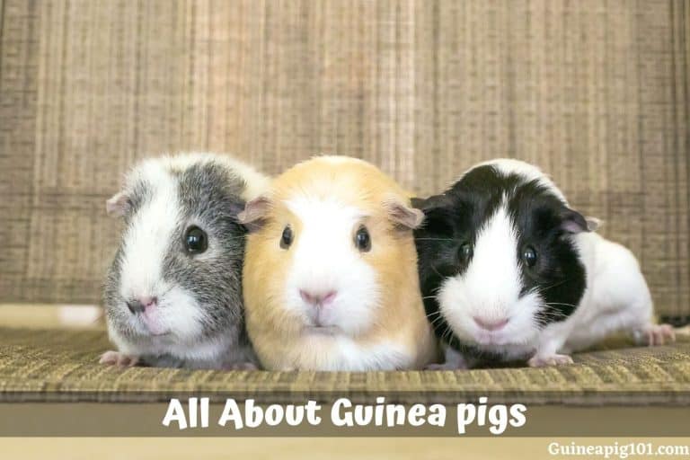 Guinea Pig: Scientific Name, History, Weight, Breed And Much More!